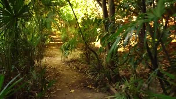 Wzdłuż drogi między drzewami w zarośniętym, opuszczonym subtropikalnym ogrodzie — Wideo stockowe