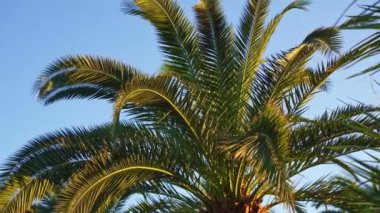 Mavi gökyüzünde palmiye yaprakları. Tropiklerde tatil kavramı. 