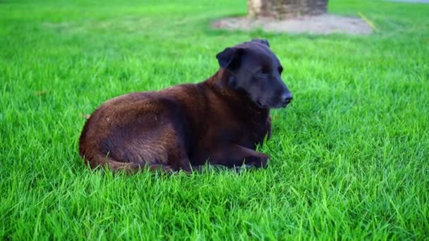 Un gran perro callejero negro se encuentra en el césped verde. — Vídeos de Stock