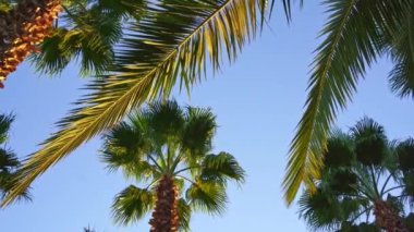 Mavi gökyüzünde palmiye yaprakları. Tropiklerde tatil kavramı. 