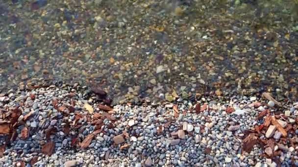 Rivage avec de beaux cailloux et de l'eau calme et claire dans l'étang — Video