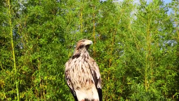 Zwarte vlieger. roofvogel tegen een achtergrond van groene parkbomen — Stockvideo