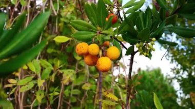 Arbutus. Çilek ağacı meyvesi.