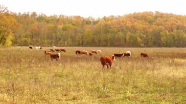 İnekler sonbaharda çayırlarda otlarlar. Tarladaki sığırlar. Çiftlik hayvanları ve tarım.