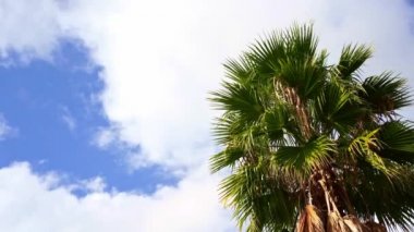 Mavi gökyüzünde palmiye yaprakları. Tropiklerde tatil kavramı. 