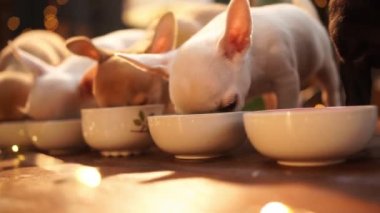 Üç renkli Chihuahua yavrusu kaselerden yer. evcil hayvan maması reklamı.