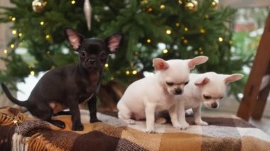 Üç Chihuahua yavrusu Noel ağacının önünde bir battaniyeye oturur.. 