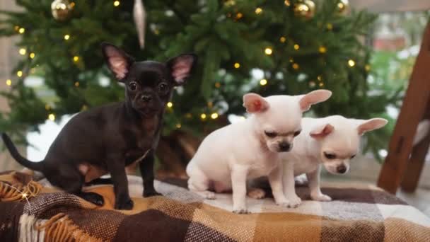 Trois chiots chihuahua assis sur une couverture devant le sapin de Noël. — Video
