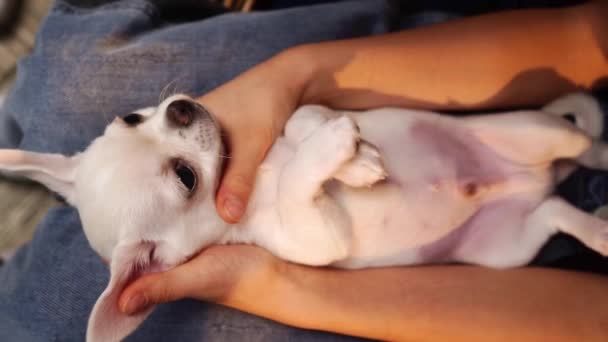 A white chihuahua baby lies belly up on a mans lap. breeding thoroughbred dogs. — Stock Video