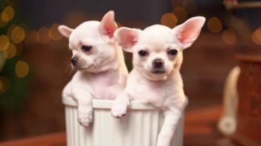 Noel ağacının arka planına karşı bir kasede Chihuahua yavruları