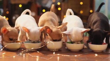 Üç renkli Chihuahua yavrusu kaselerden yer. evcil hayvan maması reklamı.