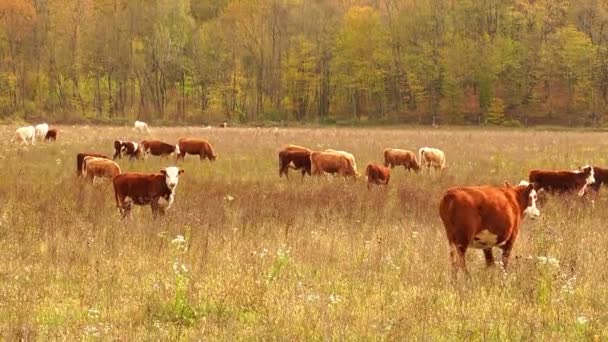 Αγελάδες βόσκουν σε βοσκότοπους το φθινόπωρο. βοοειδή στο χωράφι. κτηνοτροφία και κτηνοτροφία. — Αρχείο Βίντεο