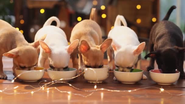 Três filhotes de Chihuahua multi-coloridos comem de tigelas. publicidade pet food. — Vídeo de Stock