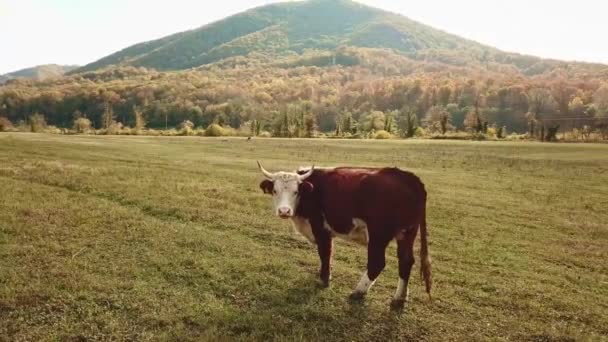 소. 소는 가을에 풀을 뜯어먹는다. 가축들이 있고. 가축과 농사. — 비디오