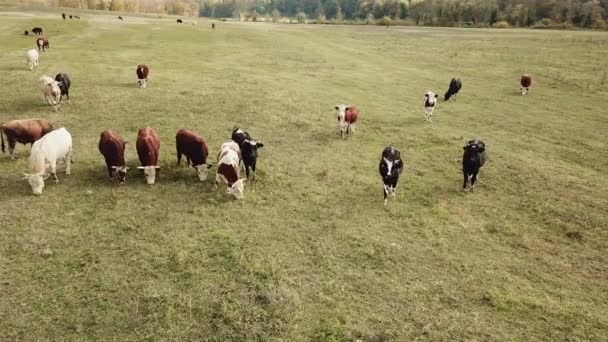 Корови пасуться на пасовищах восени. худоба в полі. тваринництво та сільське господарство . — стокове відео