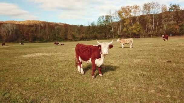 Blbost. Na podzim se krávy pasou na pastvinách. dobytek v terénu. hospodářská zvířata a chov. — Stock video