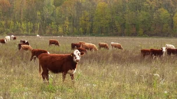 Kor betar på betesmark på hösten. Nötkreatur på fältet. boskap och jordbruk. — Stockvideo