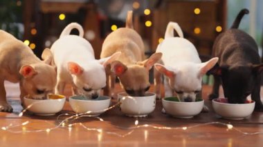 Üç renkli Chihuahua yavrusu kaselerden yer. evcil hayvan maması reklamı.
