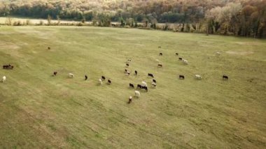 İnekler sonbaharda çayırlarda otlarlar. Tarladaki sığırlar. Çiftlik hayvanları ve tarım.