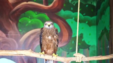 Bir uçurtma hayvanat bahçesindeki bir kuş kafesinde oturur. Yırtıcı kuşlar esaret altında.