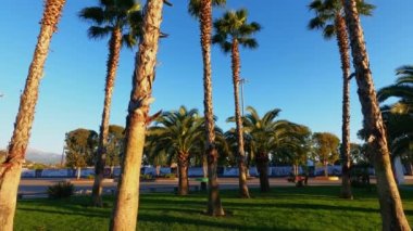 Mavi gökyüzünde palmiye yaprakları. Tropik bölgelerde tatil kavramı. Güneş parlıyor.