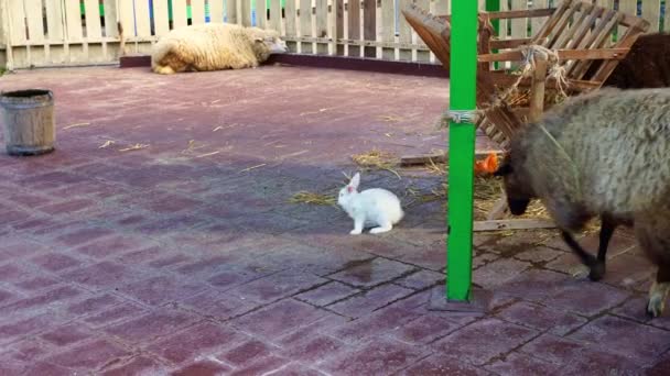 Coniglio bianco e pecore nel recinto degli animali allo zoo di contatto. — Video Stock