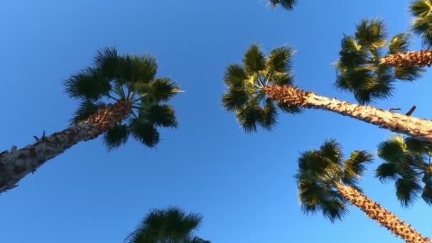 Liście palmy pod błękitnym niebem. koncepcja wakacji w tropikach. promienie słoneczne. — Wideo stockowe