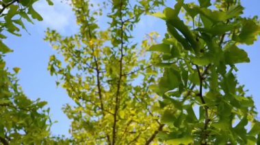Rüzgarda sallanan açık mavi gökyüzüne karşı yeşil yapraklı ağaç dalları.