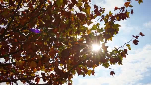 Żółte jesienne liście na gałęziach drzew pod niebem. — Wideo stockowe