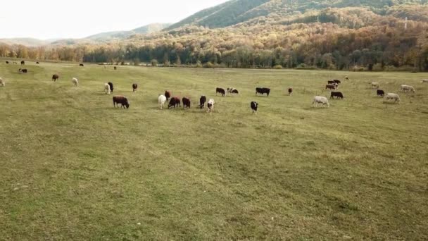 Αγελάδες βόσκουν σε βοσκότοπους το φθινόπωρο. βοοειδή στο χωράφι. κτηνοτροφία και κτηνοτροφία. — Αρχείο Βίντεο