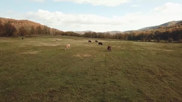 Vit tjur.kor betar på betesmark på hösten.nötkreatur på fält.boskap och jordbruk — Stockvideo