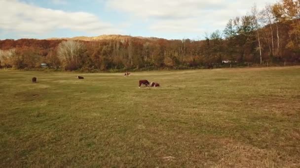 Vacile păşesc pe păşune toamna. Vite pe câmp. animale și agricultură . — Videoclip de stoc