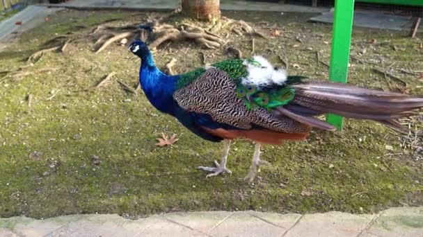 Çok renkli güzel tavus kuşu hayvanat bahçesinde yürüyor.. — Stok video