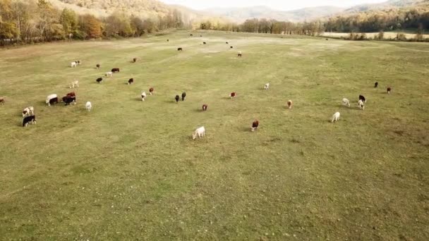 İnekler sonbaharda çayırlarda otlarlar. Tarladaki sığırlar. Çiftlik hayvanları ve tarım. — Stok video