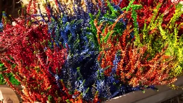 Kolorowe, jasne kwiaty na trawniku w parku. — Wideo stockowe