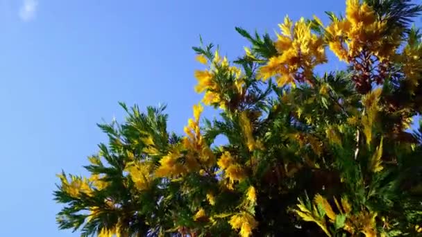 Açık mavi gökyüzüne karşı yeşil ve sarı renkli thuja dalları. — Stok video