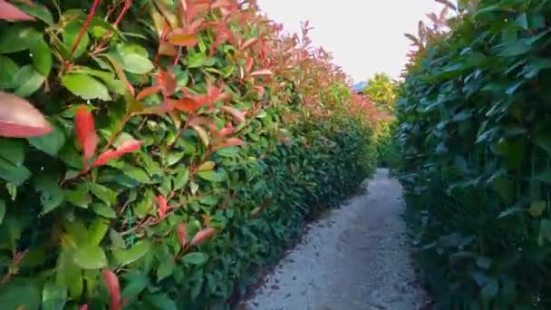 Jardim labirinto verde de sebes. entretenimento e passeios no Parque. — Vídeo de Stock