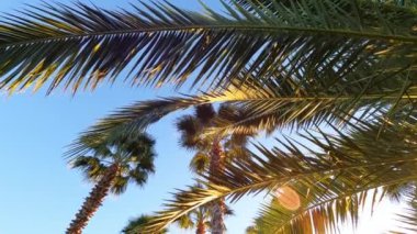 Mavi gökyüzünde palmiye yaprakları. Tropik bölgelerde tatil kavramı. Güneş parlıyor.