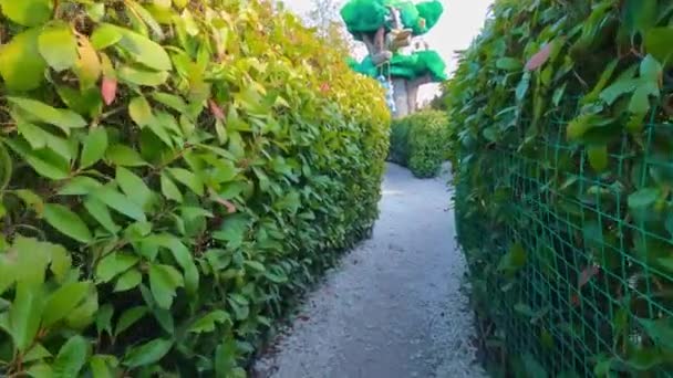 Groen doolhof van hagen. entertainment en wandelingen in het park. — Stockvideo