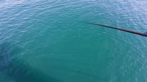 Cannes à pêche dans la mer. poissons en eau de mer claire. — Video