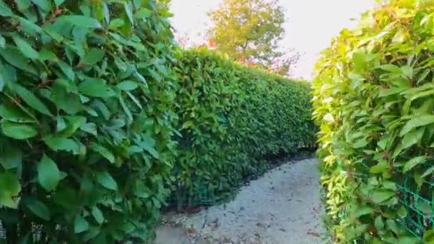 Jardim labirinto verde de sebes. entretenimento e passeios no Parque. — Vídeo de Stock