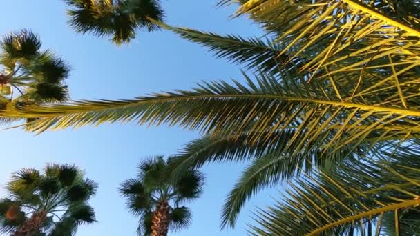 Palm leaves against the blue sky. concept of vacation in the tropics. sun glare. — Stock Video