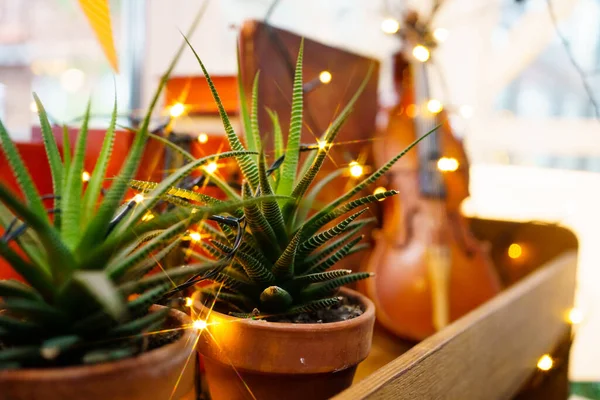 Aloe in pot on background ancient violin on shelf garlanded light bulbs. — Photo