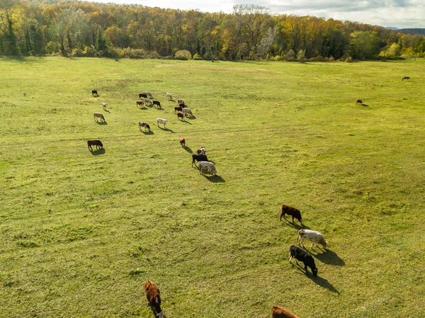 Las vacas pastan en los pastos en otoño. ganado en el campo. ganadería y ganadería. — Foto de Stock