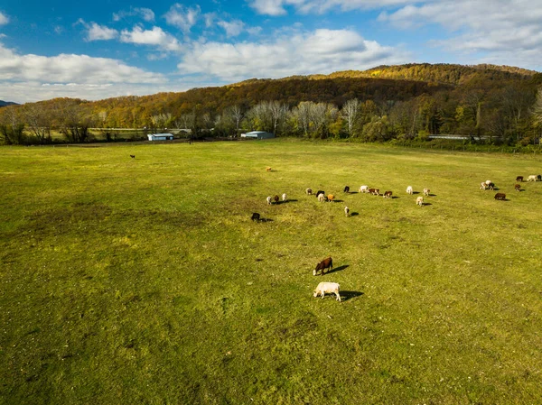 Kühe weiden im Herbst auf der Weide. Vieh auf dem Feld. Viehzucht und Landwirtschaft. — Stockfoto