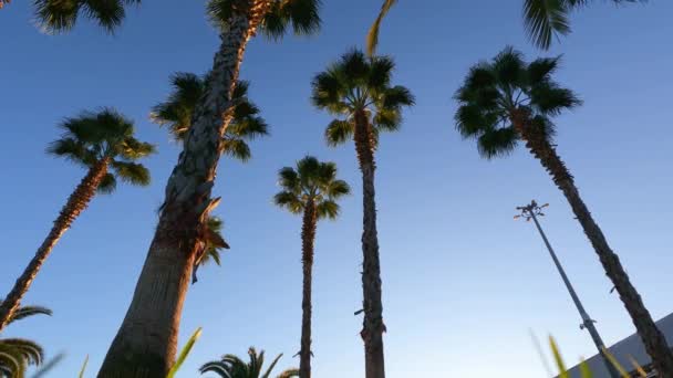 Hojas de palma contra el cielo azul. concepto de vacaciones en los trópicos. resplandor solar. — Vídeos de Stock