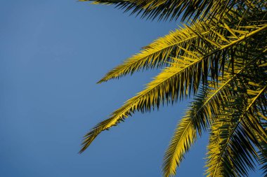 Gökyüzüne karşı palmiye yaprakları. dinlenmek ve seyahat etmek. Tropikal. 