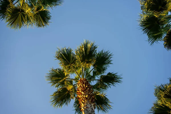Palm tree leaves against the sky. rest and travel. tropics. — Stock Photo, Image