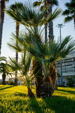 Bahçedeki palmiye ağaçları. Tropiklerde tatil kavramı. 