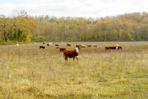 Las vacas pastan en los pastos en otoño. ganado en el campo. ganadería y ganadería. —  Fotos de Stock